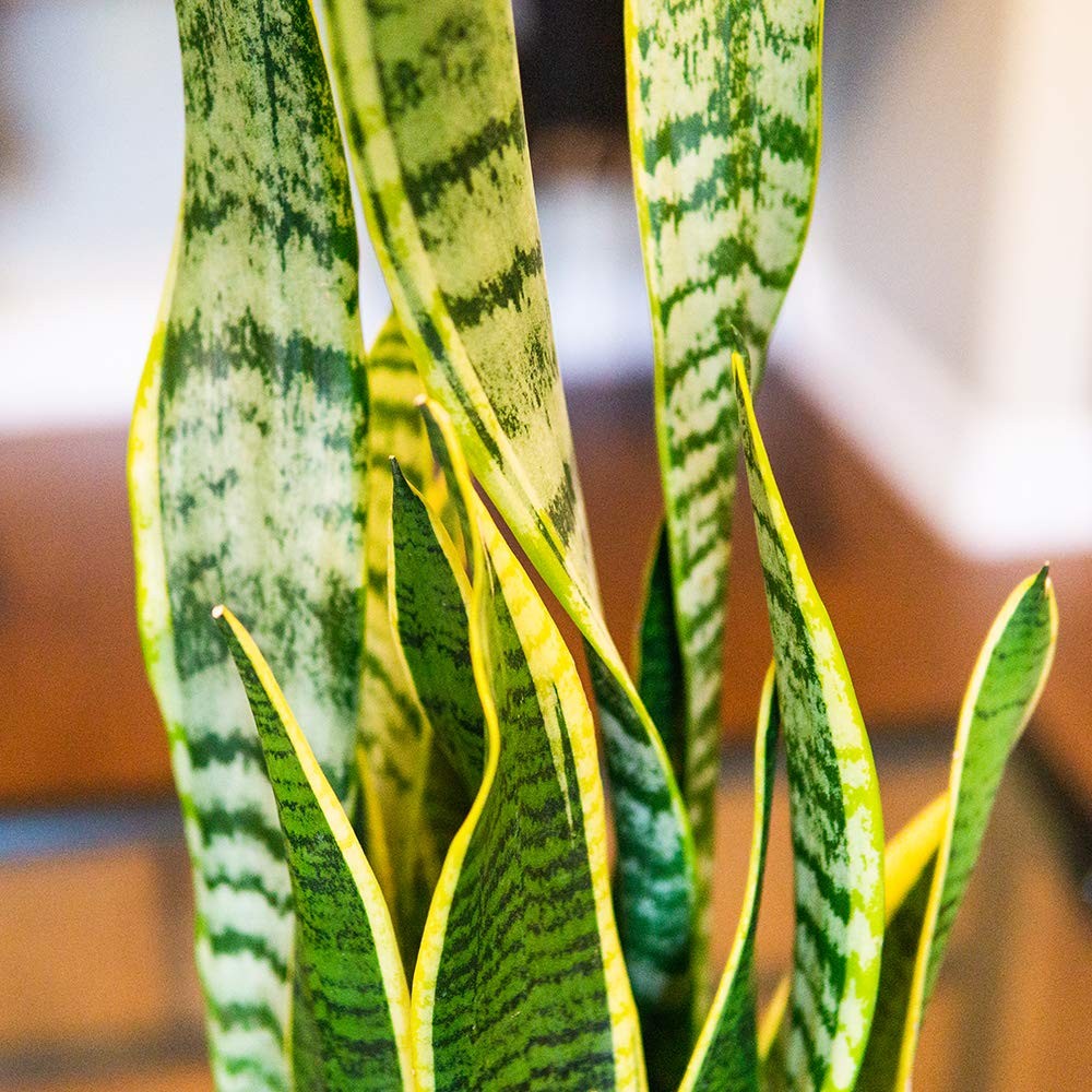 Liquid Snake Plant Fertilizer 8oz. of Premium Concentrated Sansevieria Food Use