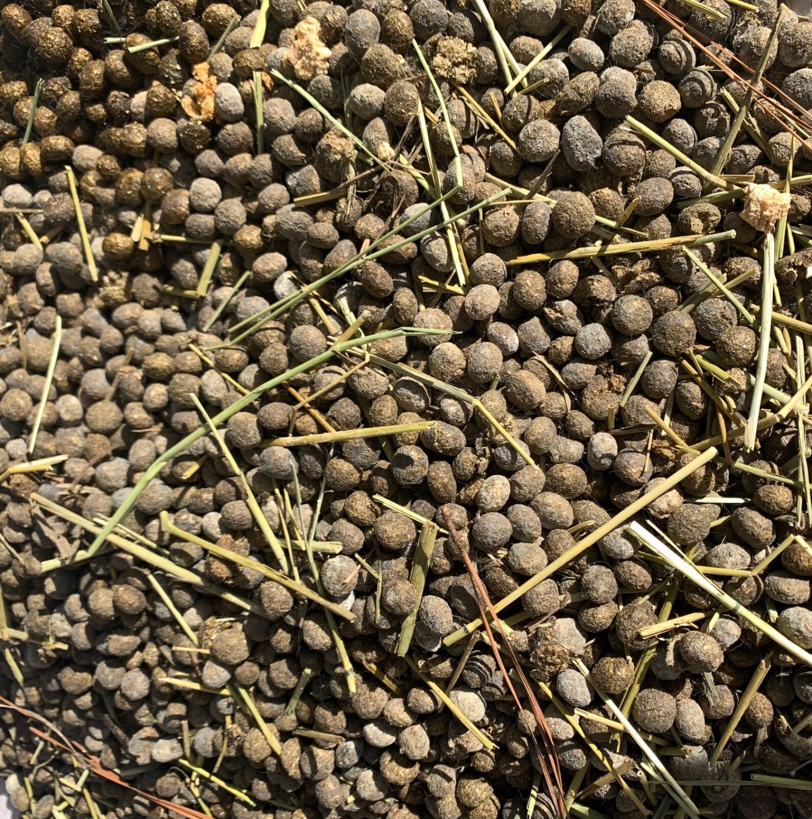 Organic Rabbit Bunny Poo Garden Lawn Manure Fertilizer Hermit Crab Food 2 Lbs
