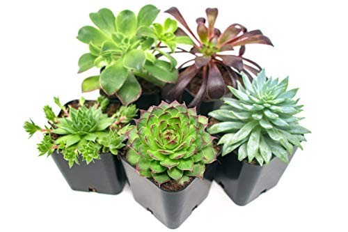 Succulent Fertilizer Liquid Plant Food 8 oz 3-1-2 NPK for Cactus Echeveria Aloe