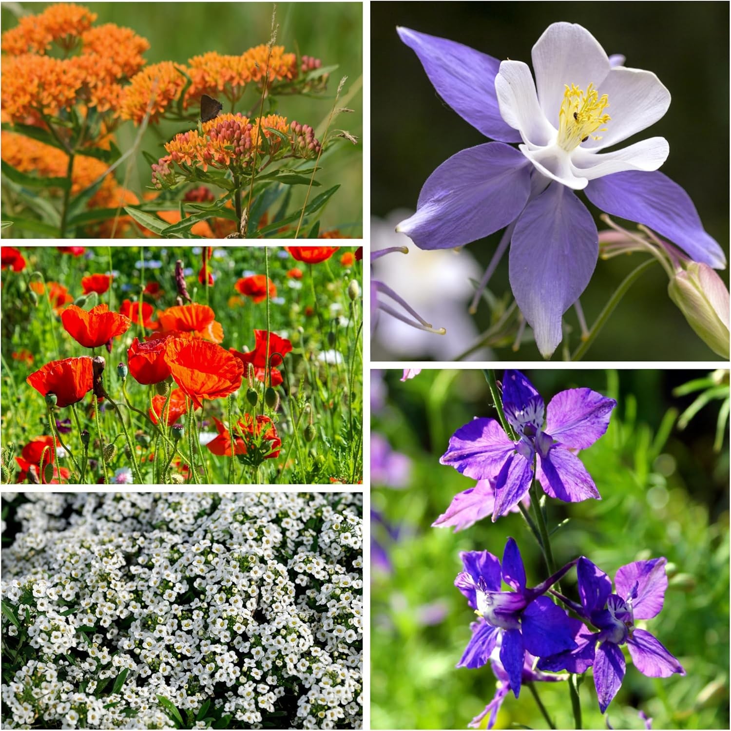 Seed Needs Flower Seeds Hummingbird and Butterfly Seed Mix 1 Ounce No Filler | 2