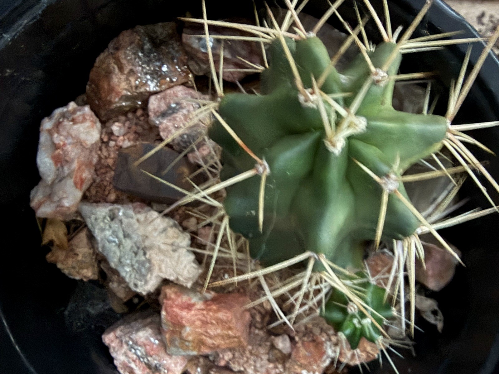 Crushed Rock For Cacti Mountain Cactus Raw Host Rock For Native Spps Blend 3LB