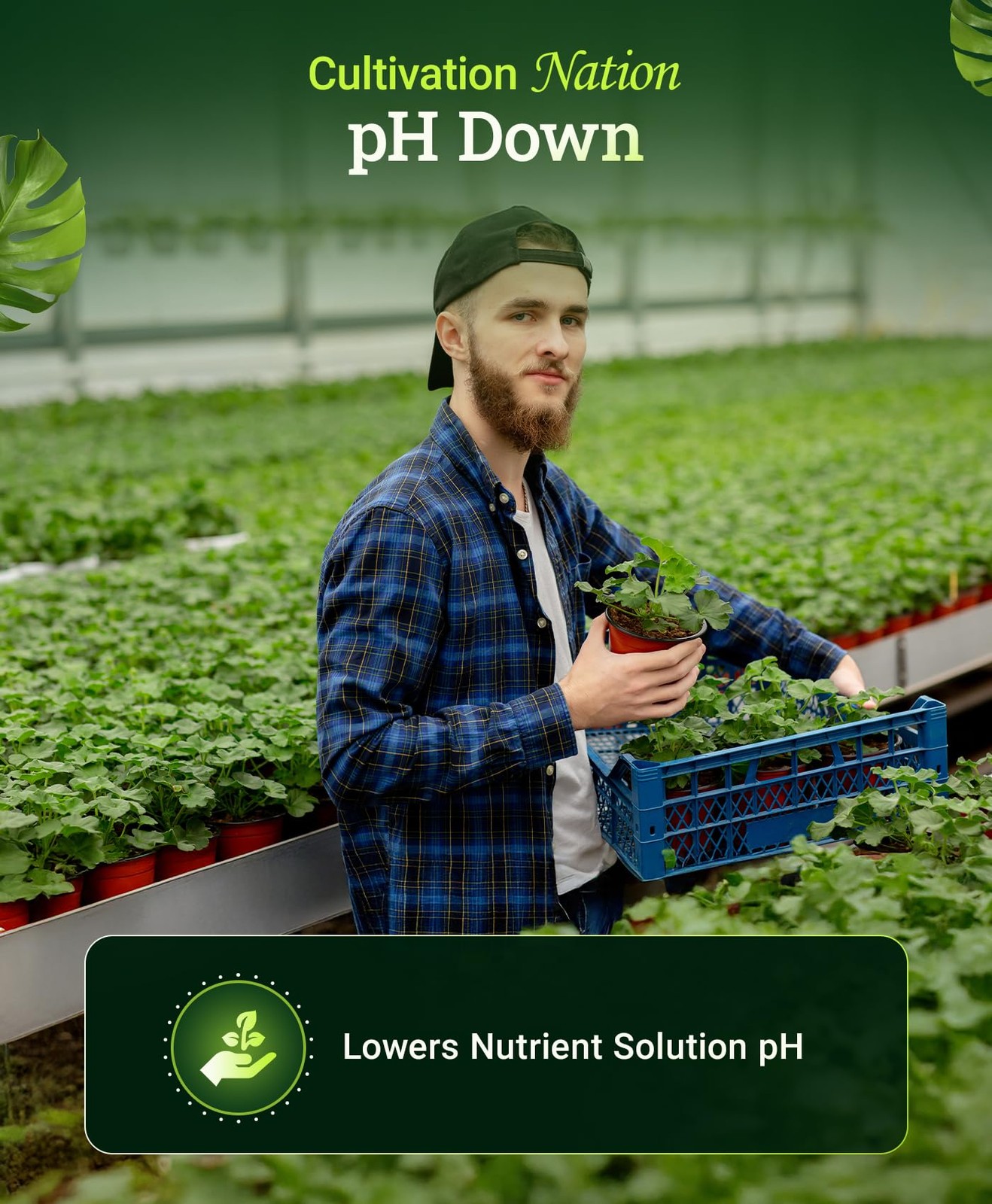 Cultivation Nation pH Down for Plants’ Nutrient Solutions – Formulated with C…