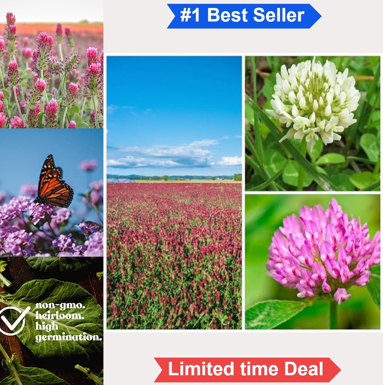 Clover Seed Blend Red White Crimson Cover Crop 1 Lb Soil Enrichment Pollinator