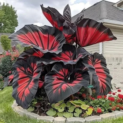 200+ Seeds Perennial Hosta Flower Seed for Planting Outdoors Garden Beauties