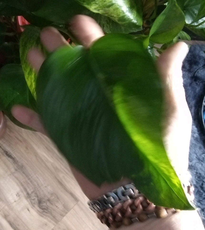 PLANT HEALTH, THRIVE, & FLOURISHING POWDER BOOST