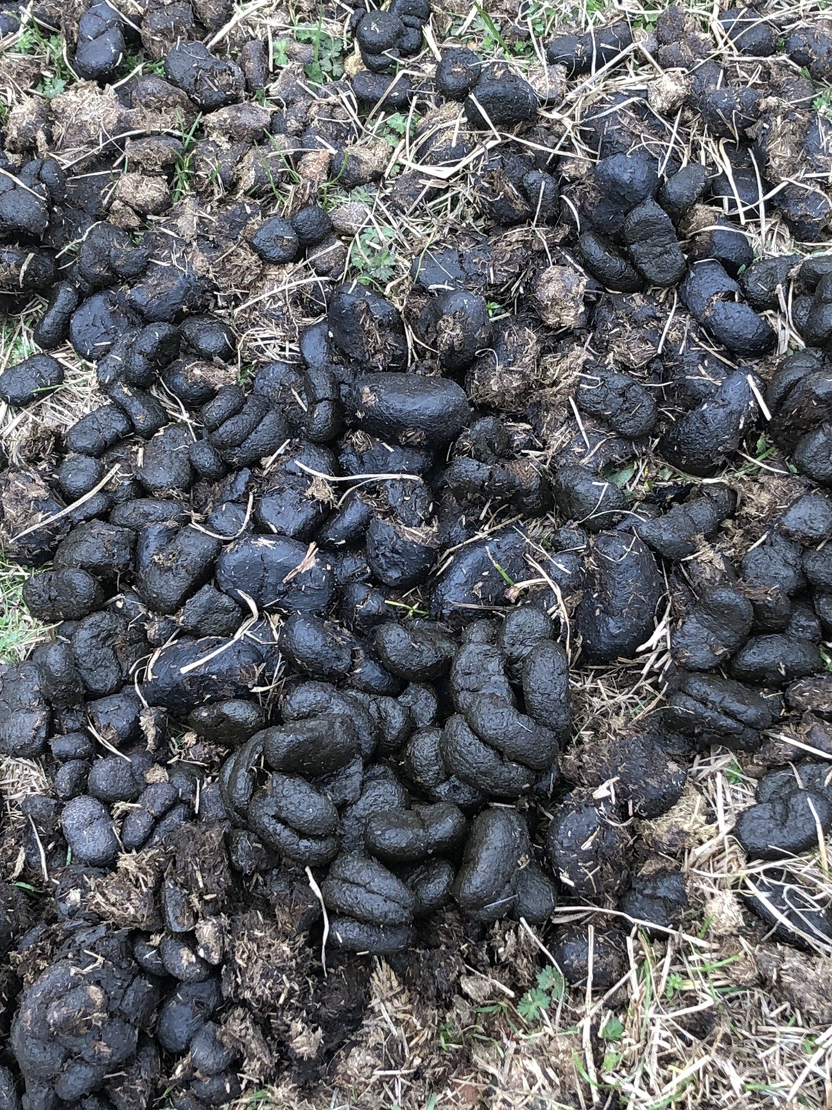 Fresh All Purpose Horse Manure – Organic Gardening Farming Fertilizer 12+ Pounds