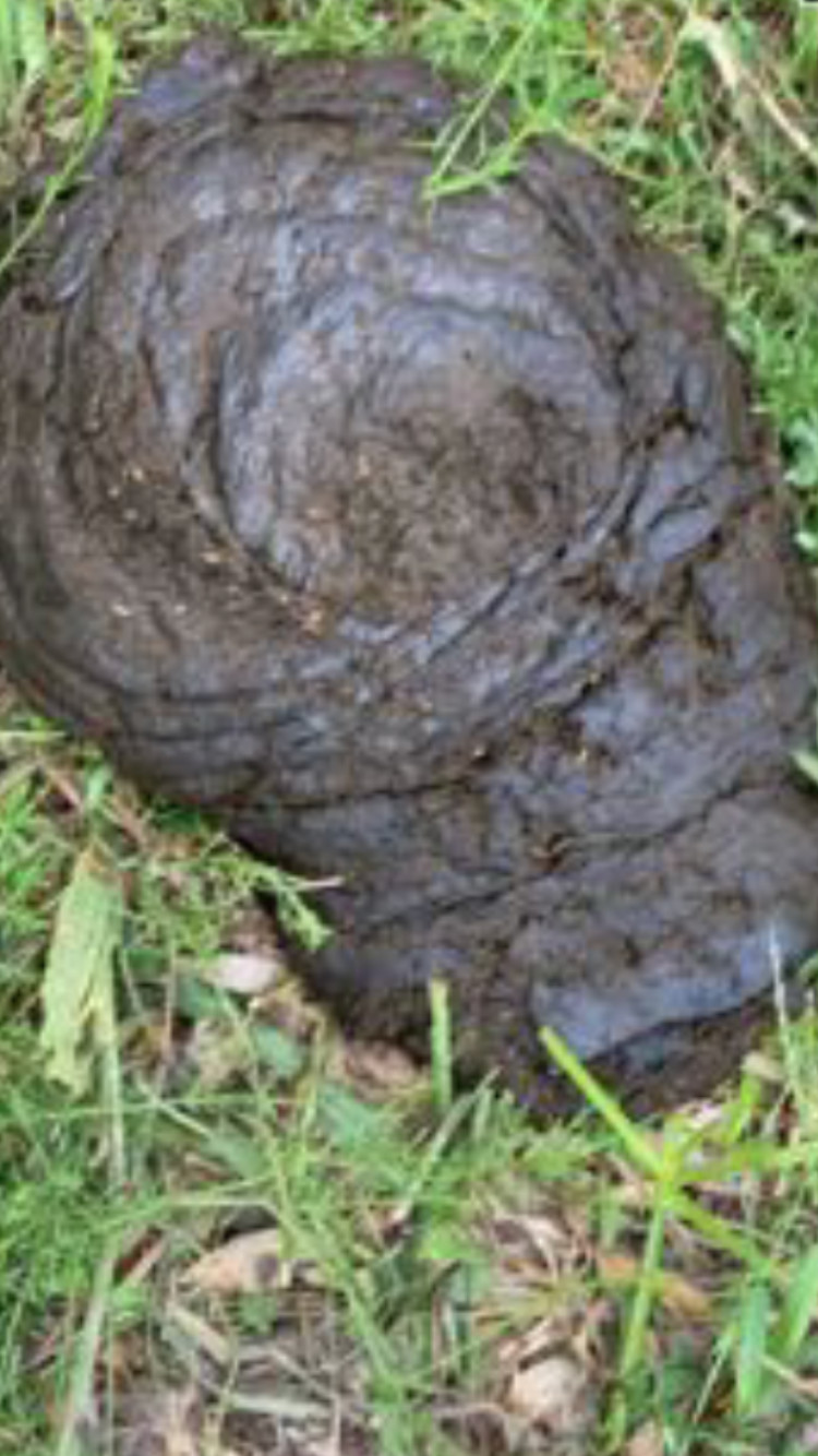 cow manure – 20lb – organic fertilizer- compost -fresh from cow pasture