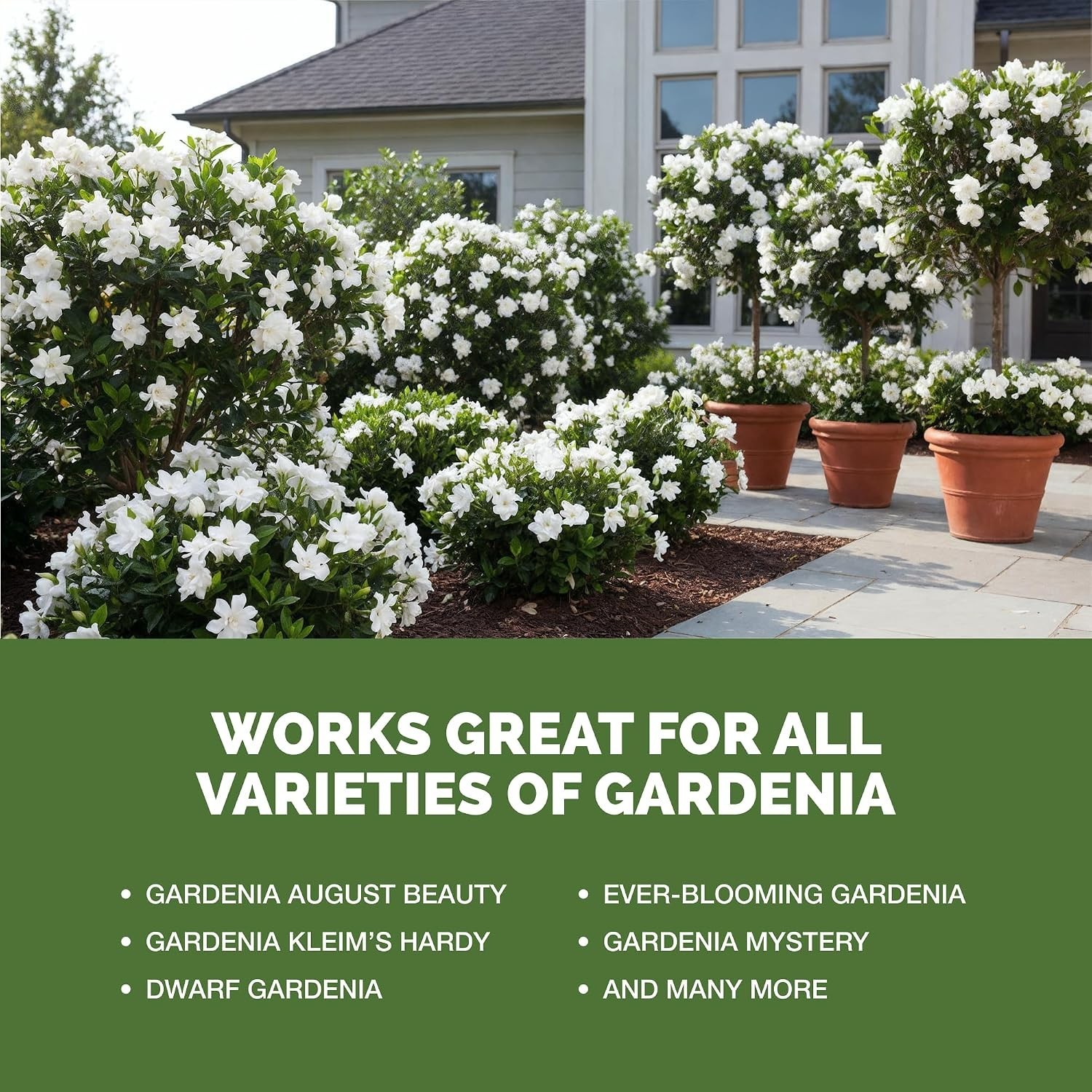 Liquid Fertilizer for Gardenia 8 oz Plant Food Supports Healthy Growth & Blooms