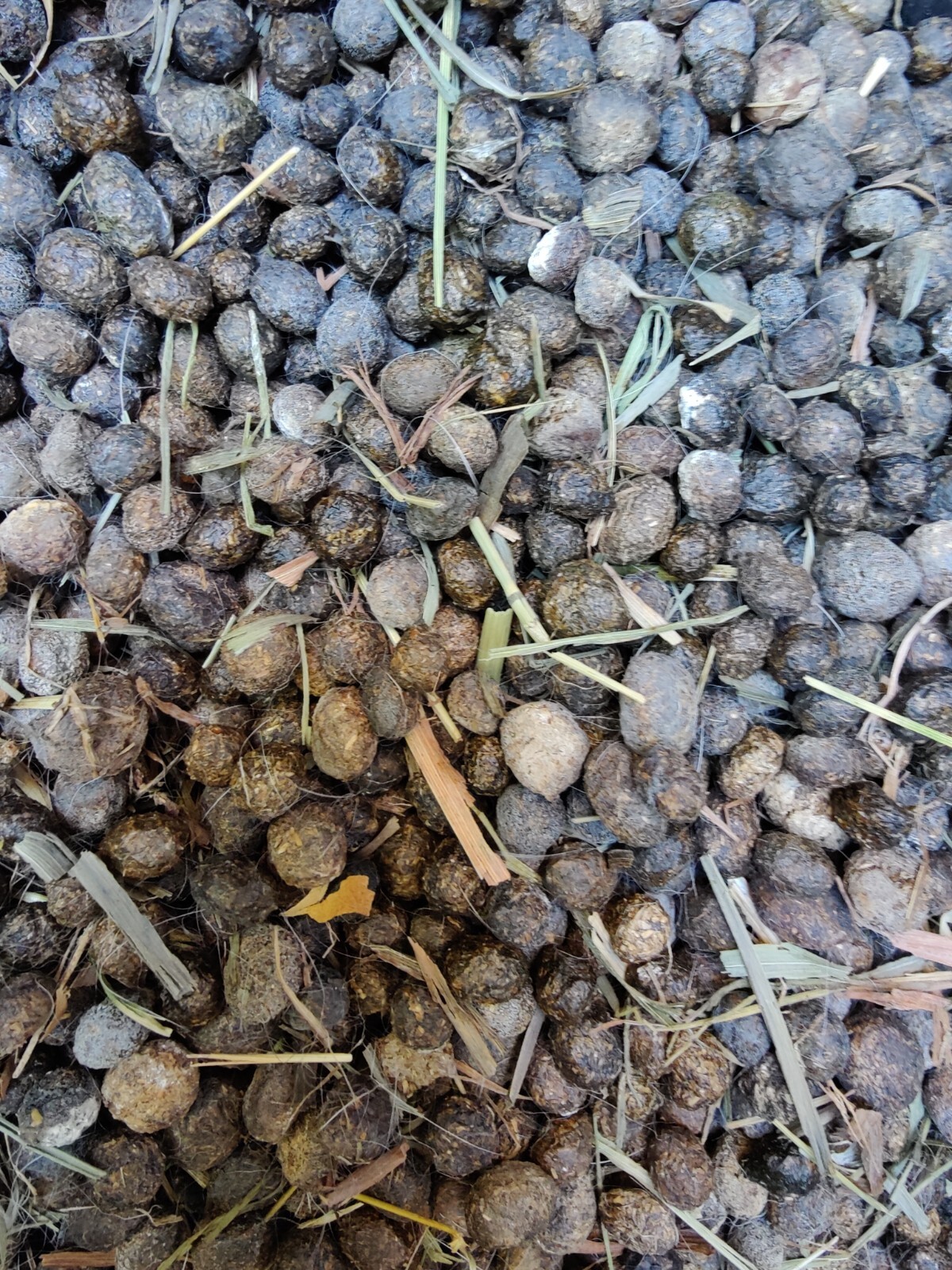 Rabbit Manure Fertilizer – Rabbit Poop Pellets