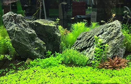 Aquarium Root Tabs 10 Count Plant Fertilizer Iron Nutrient Growth Stimulator
