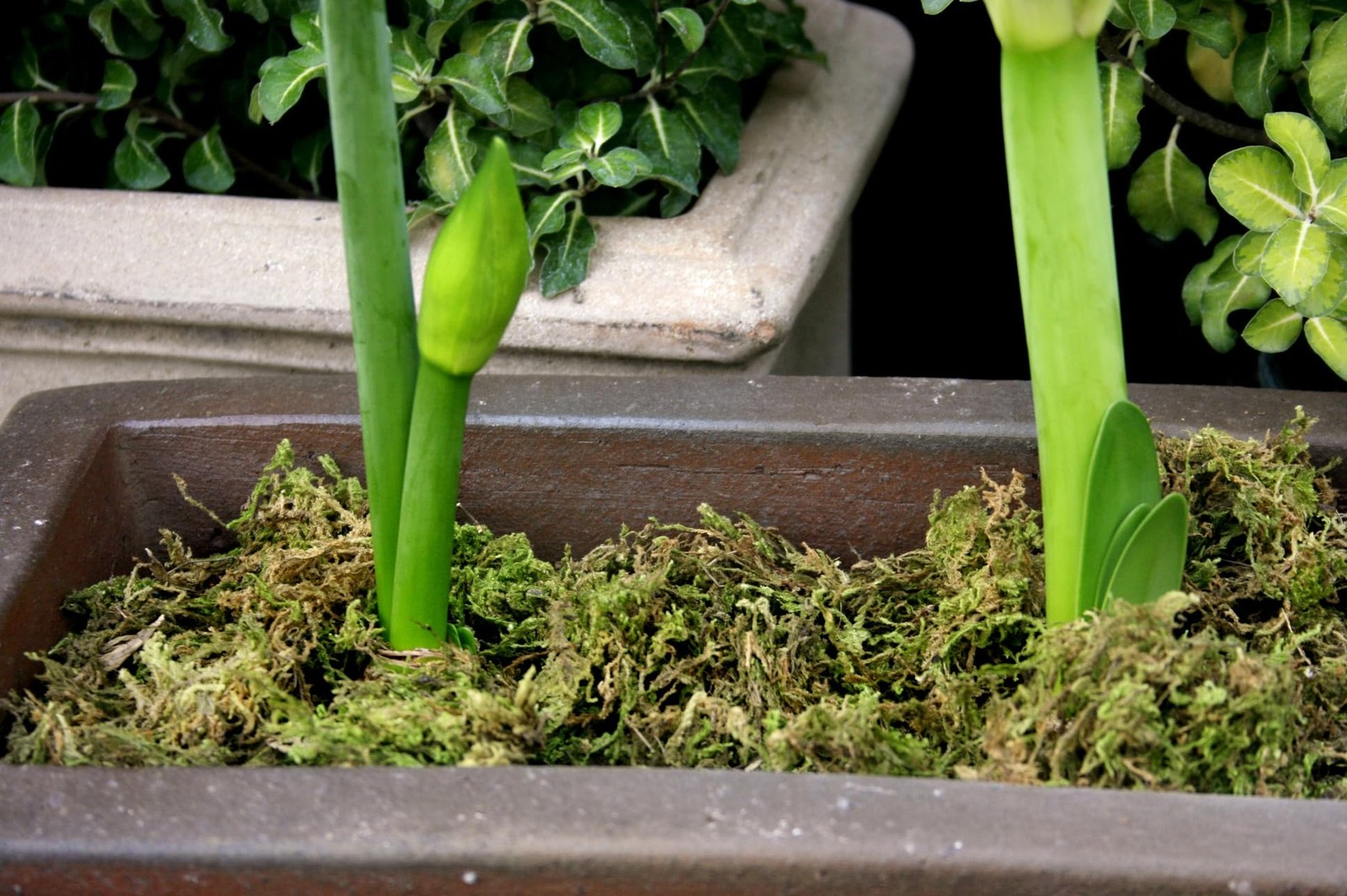 SuperMoss 23820 Mountain Moss Green Sphagnum, Mini Bale, Natural Dried