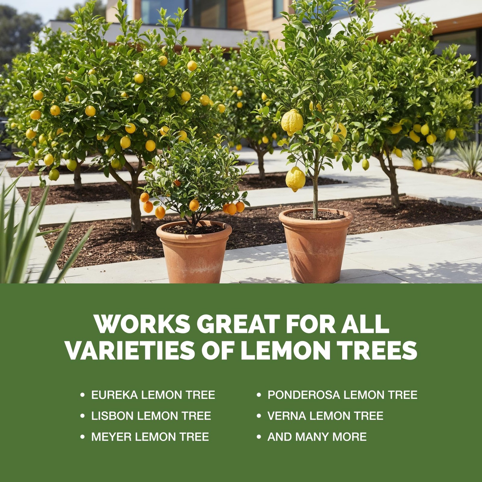 Lemon Tree Fertilizer – Liquid Plant Food for More Fruit, 8 oz (1/2 Pint)