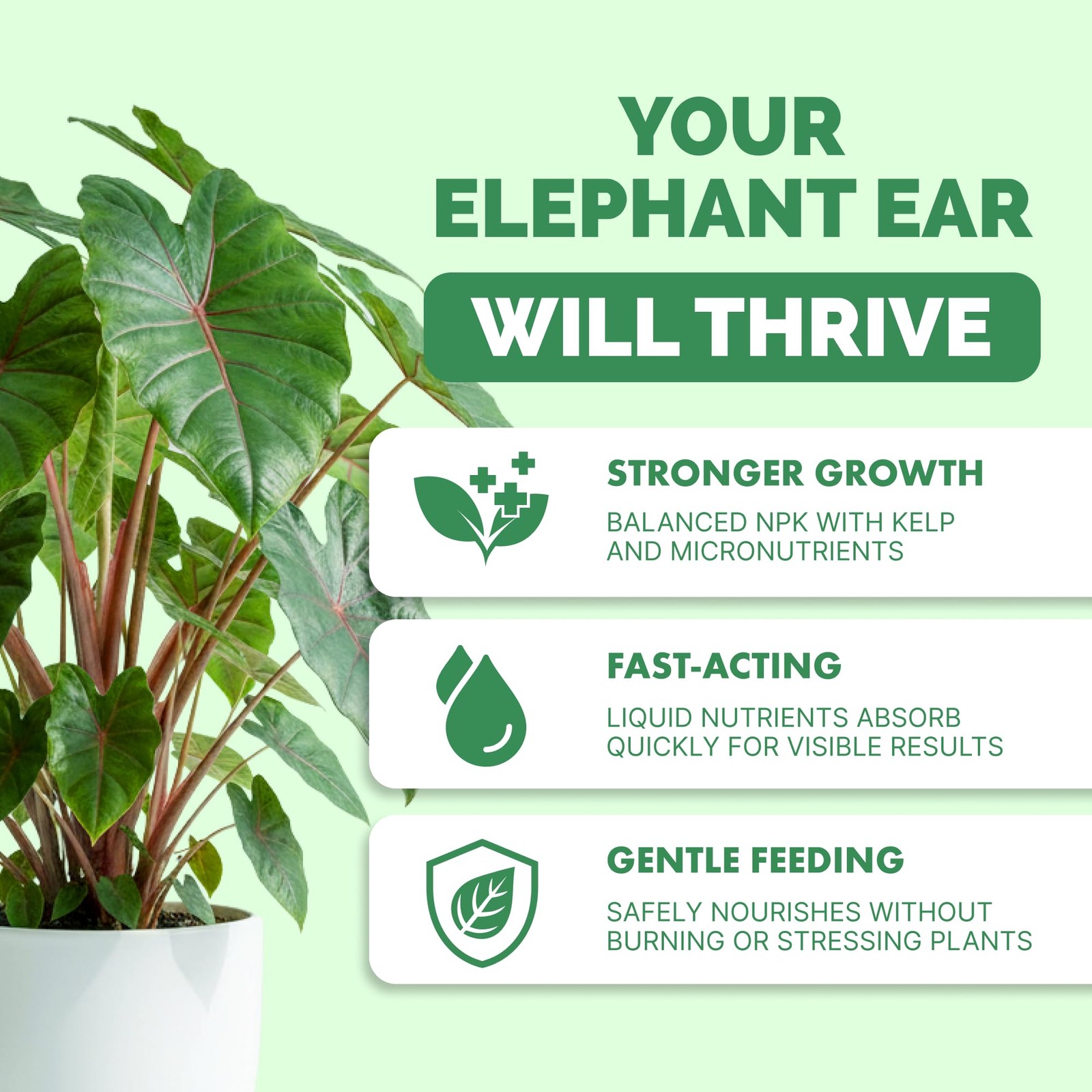 Elephant Ear Fertilizer – Liquid Plant Food for Bigger 8 oz (1/2 Pint)