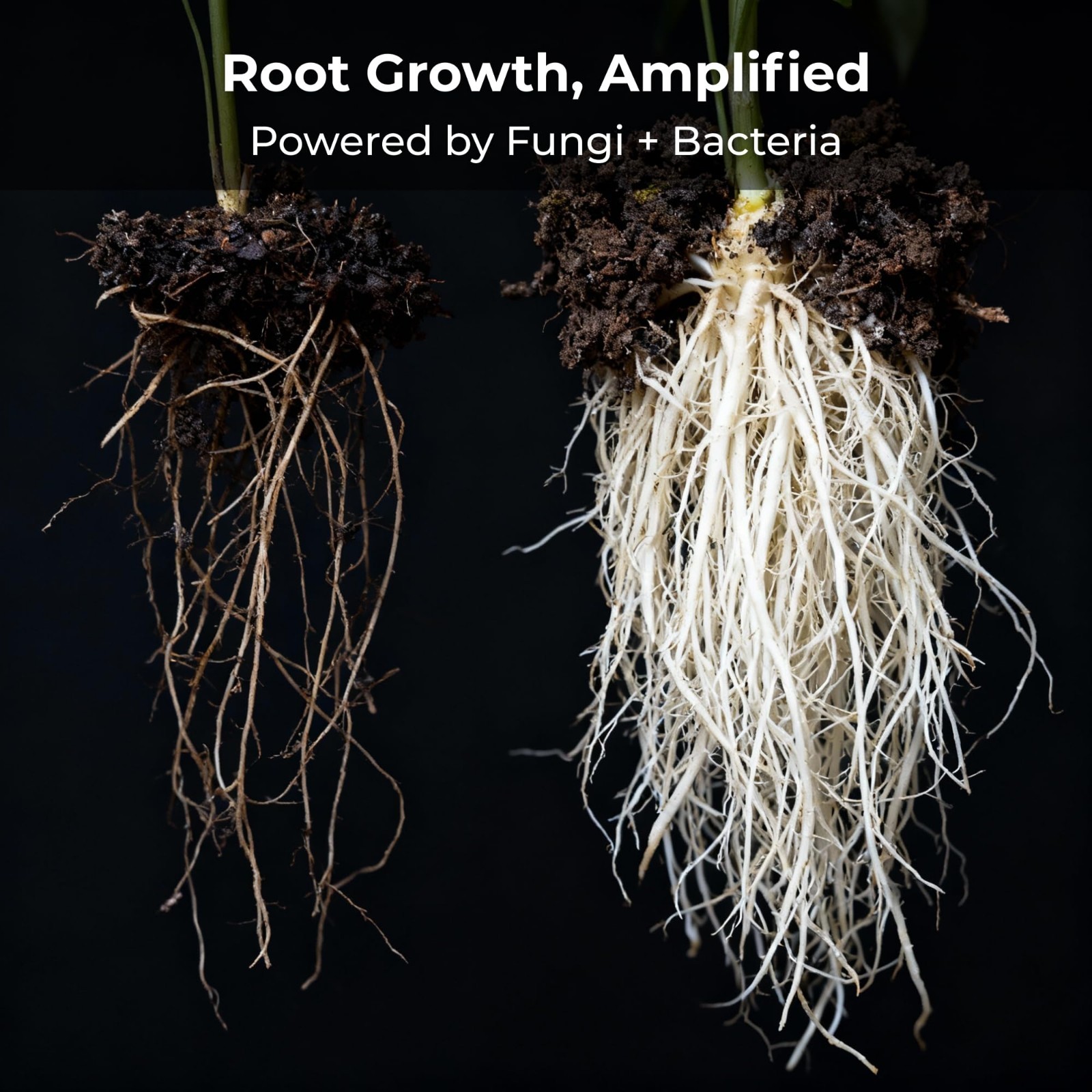 Mycorrhizae Soil Microbe Inoculant 8oz | Boost Nutrient Uptake & Root Growth