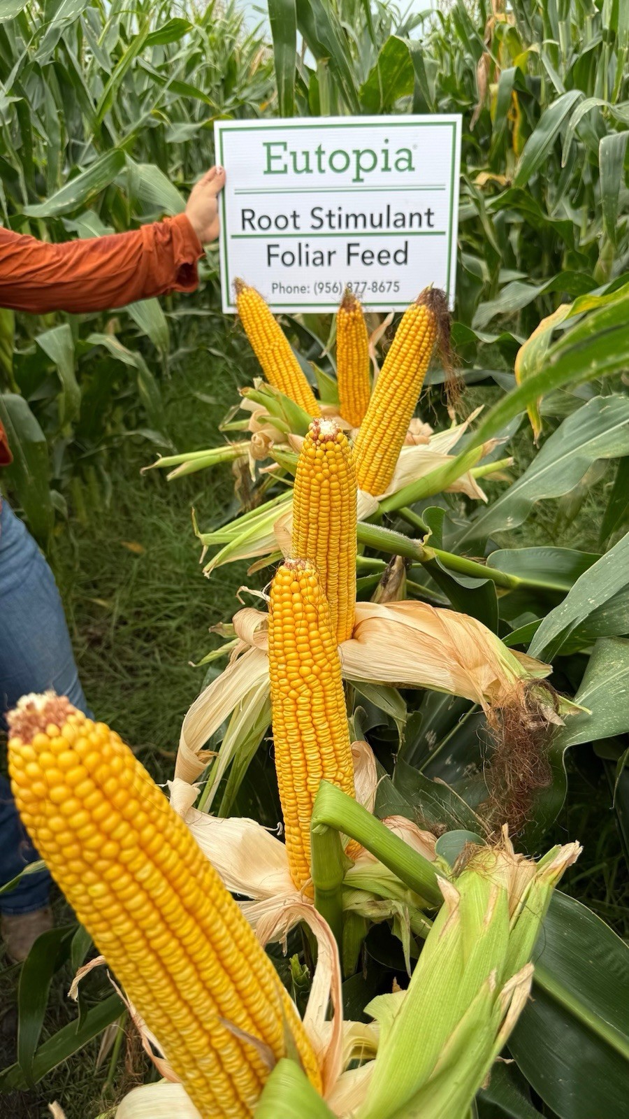 Root Stimulant for Corn Sorghum Cotton Sesame Ocra Vegetables Chía New 32oz