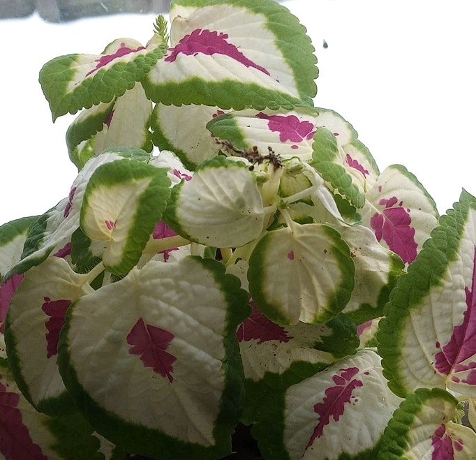 PLANT HEALTH, THRIVE, & FLOURISHING POWDER BOOST