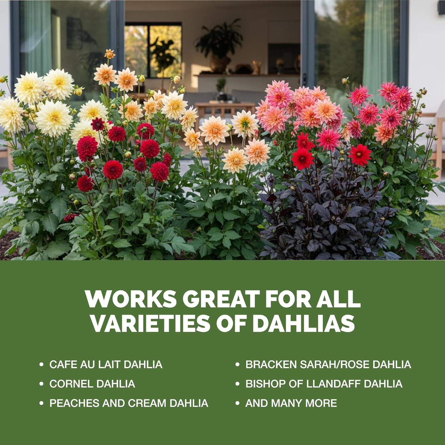 Dahlia Fertilizer – Liquid Plant Food Bigger Blooms Vibrant Color & Stronger