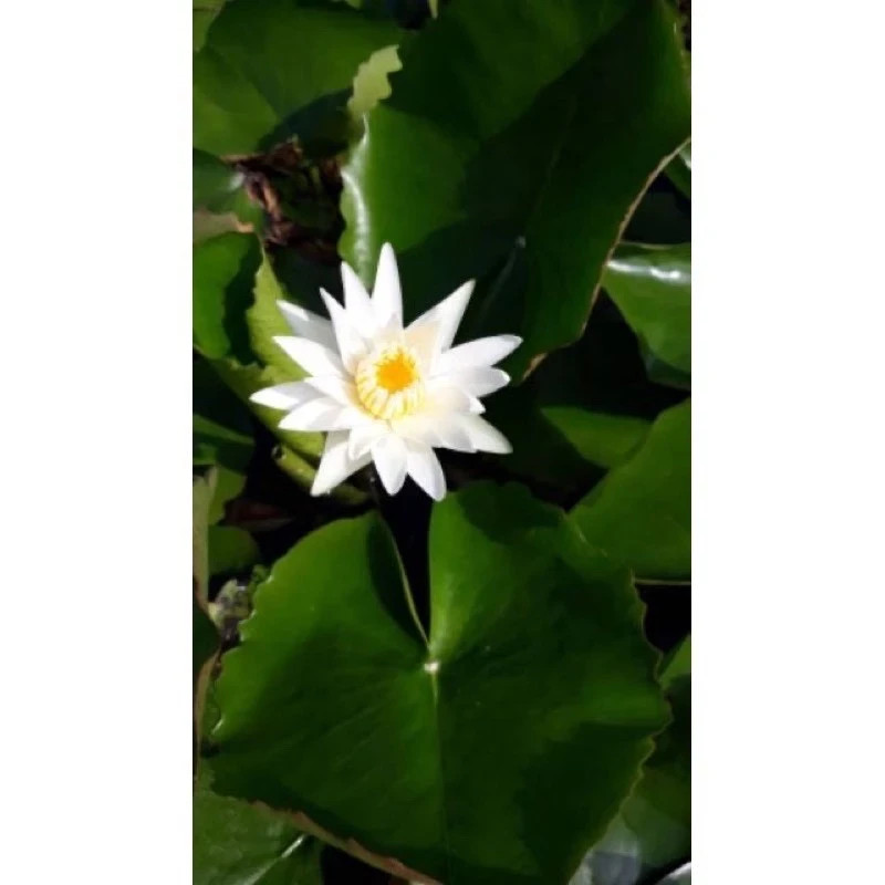 Lotus Fertilizer Aquatic Plants Accelerate Flowers Leaves Color 50 Tab (250g)