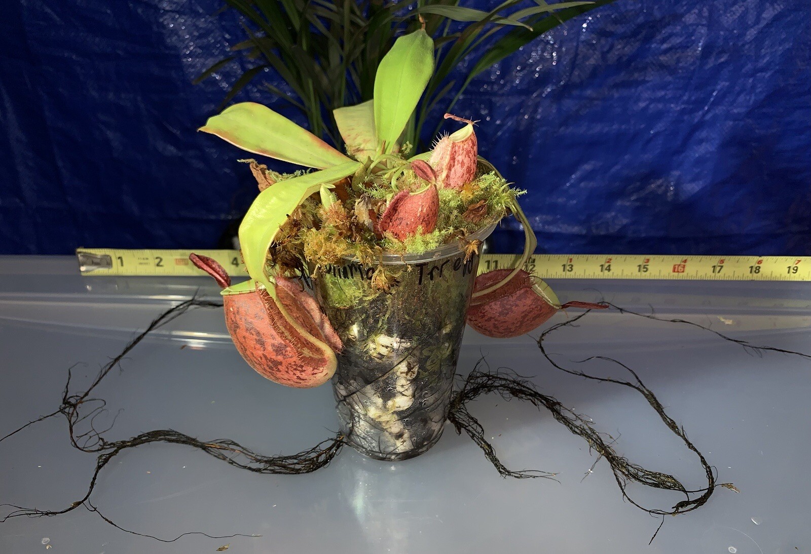 Nepenthes Slow Release Fertilizer Two Years supply for over 200 Neps Vigorous 🔥