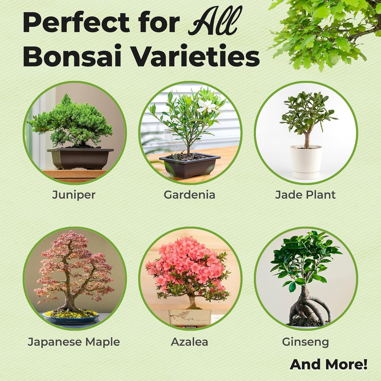 Bonsai Fertilizer Spray by Perfect Plants | Liquid nutrients for Your Small Tree