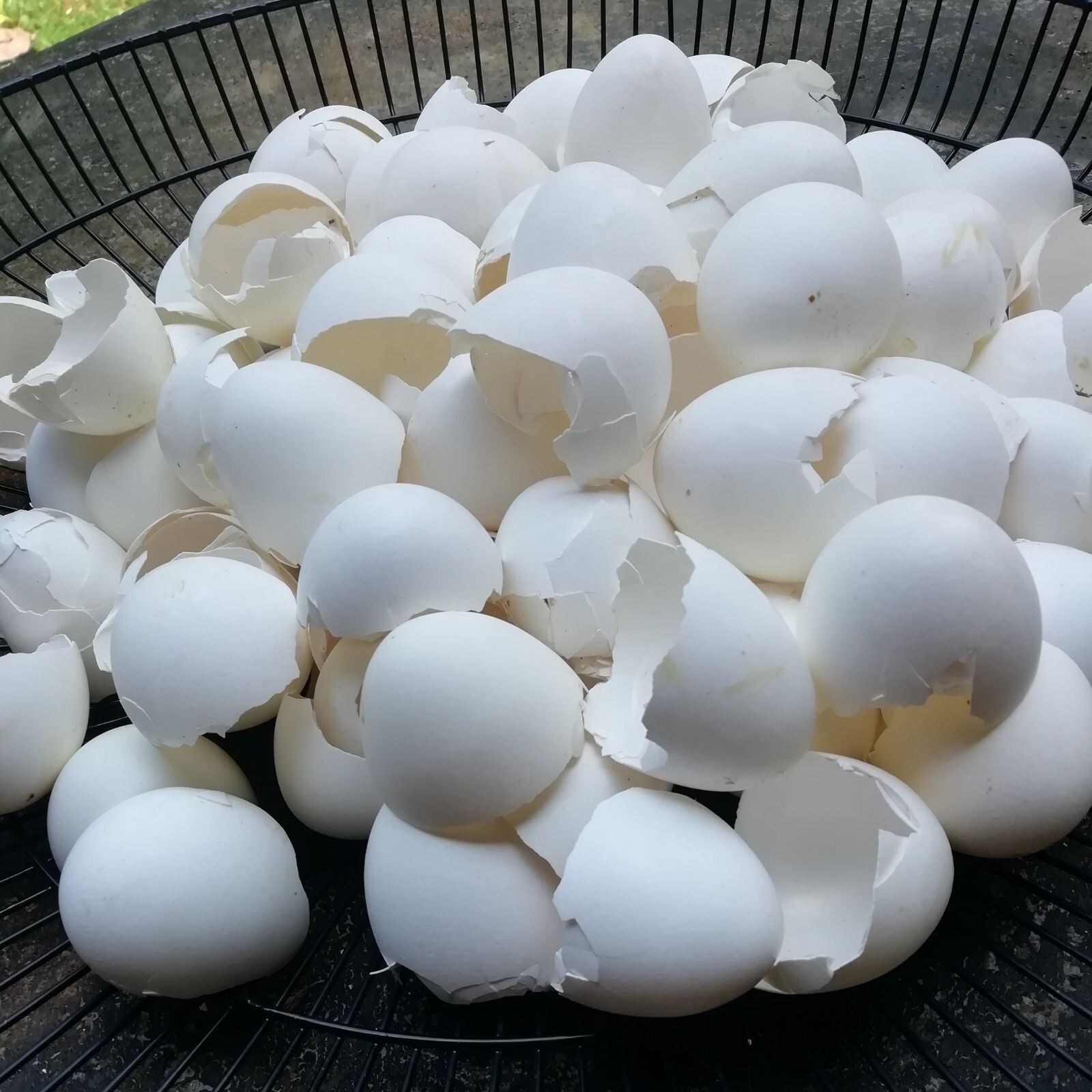 Powder Eggshell Shell Egg Calcium Cascarilla Fertilizer Organic POWDER powder
