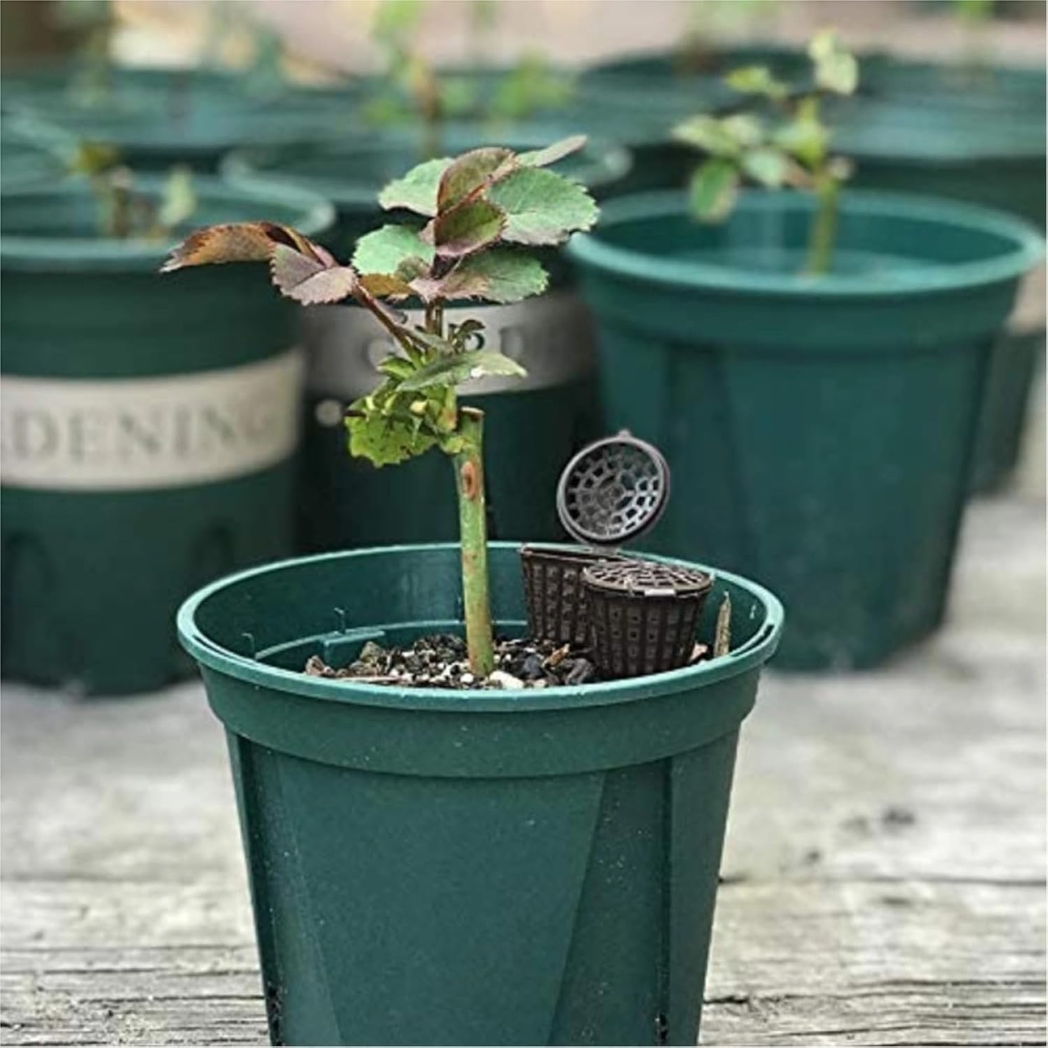 Elegant Black Fertilizer Basket Boxes – 10 Count for Garden Fertilization