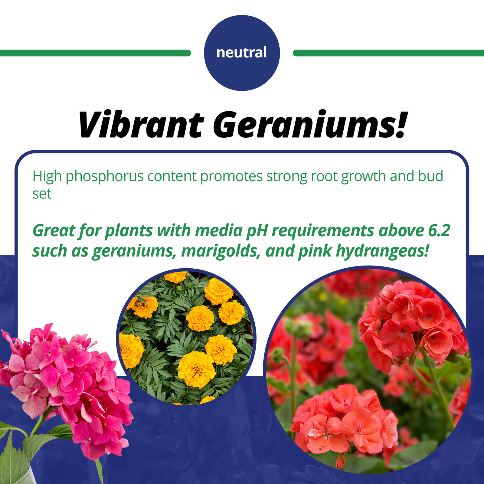 Jack’s Professional 15-15-15 Geranium Water-Soluble Fertilizer, 25lbs