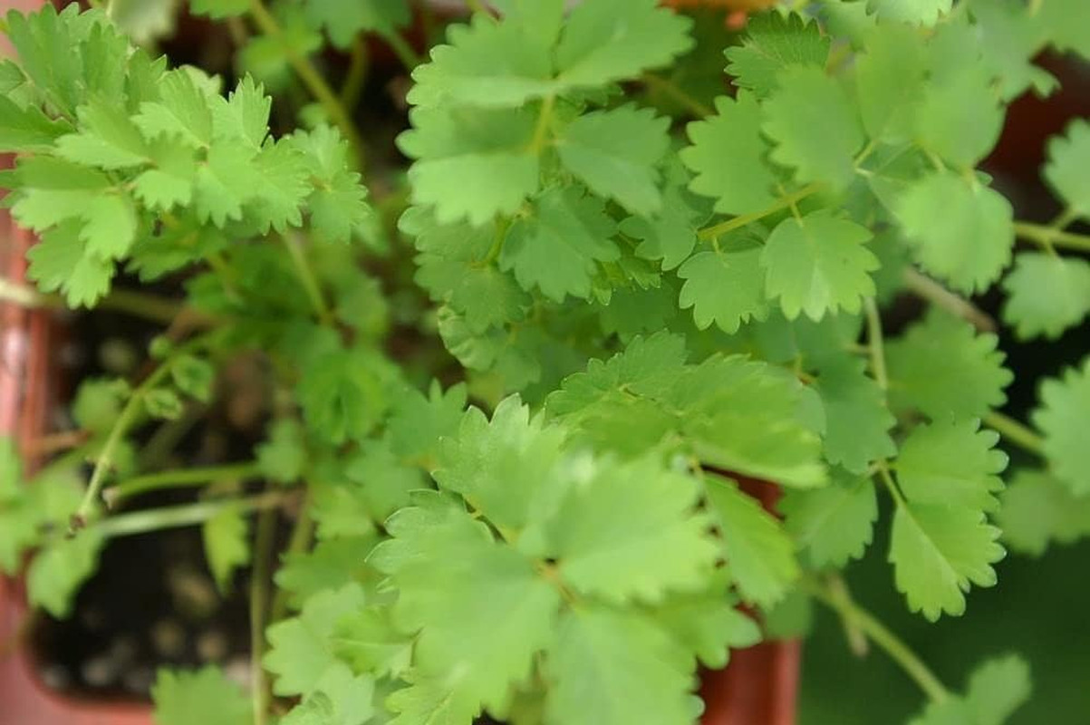 “Salad Burnet” Herb Seeds – Alternative Salad Green and Easy-To-Grow Herb – Harv