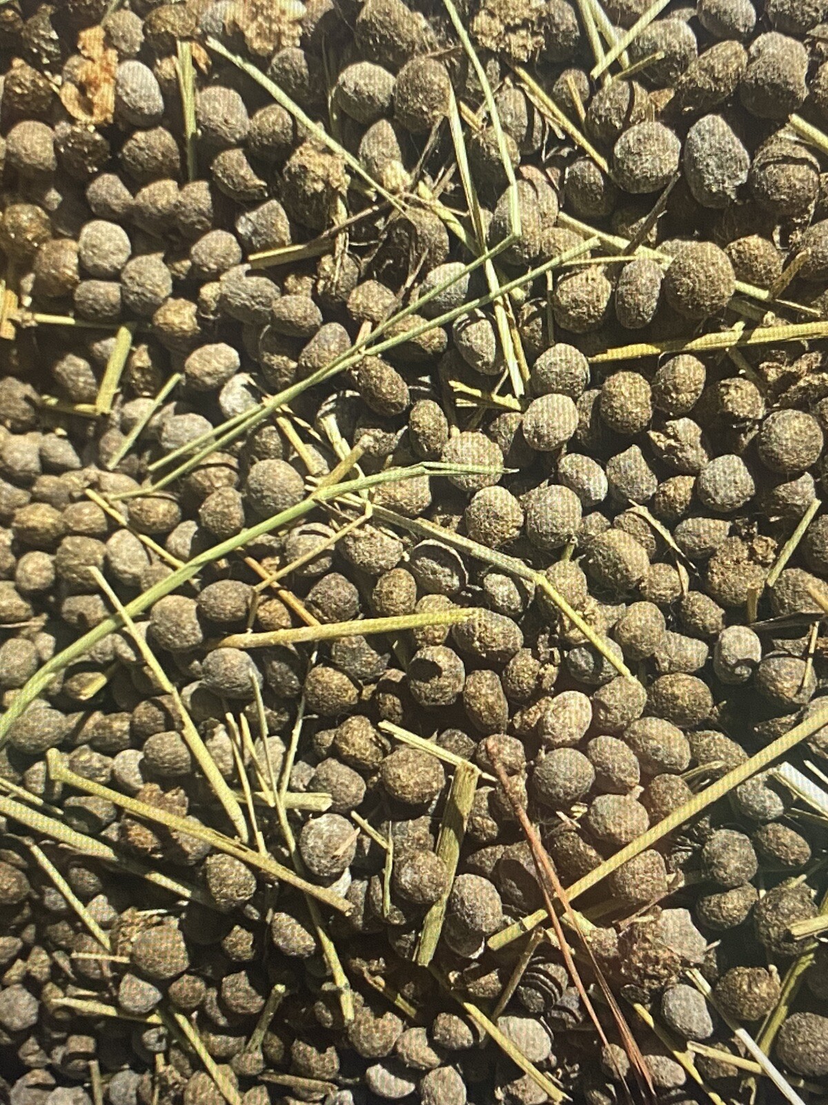 Organic Rabbit Bunny Poop Garden Lawn Fertilizer Hermit Crab Food – Gal Bag