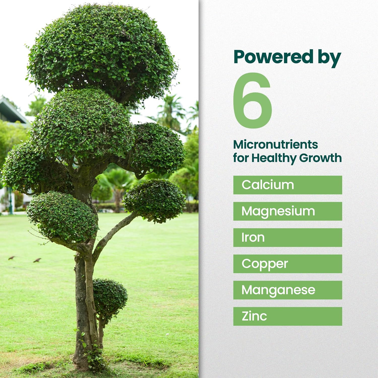 16Oz Tree and Shrub Plant Food – Makes 16 Gallons of Tree and Shrub Fertilizer,