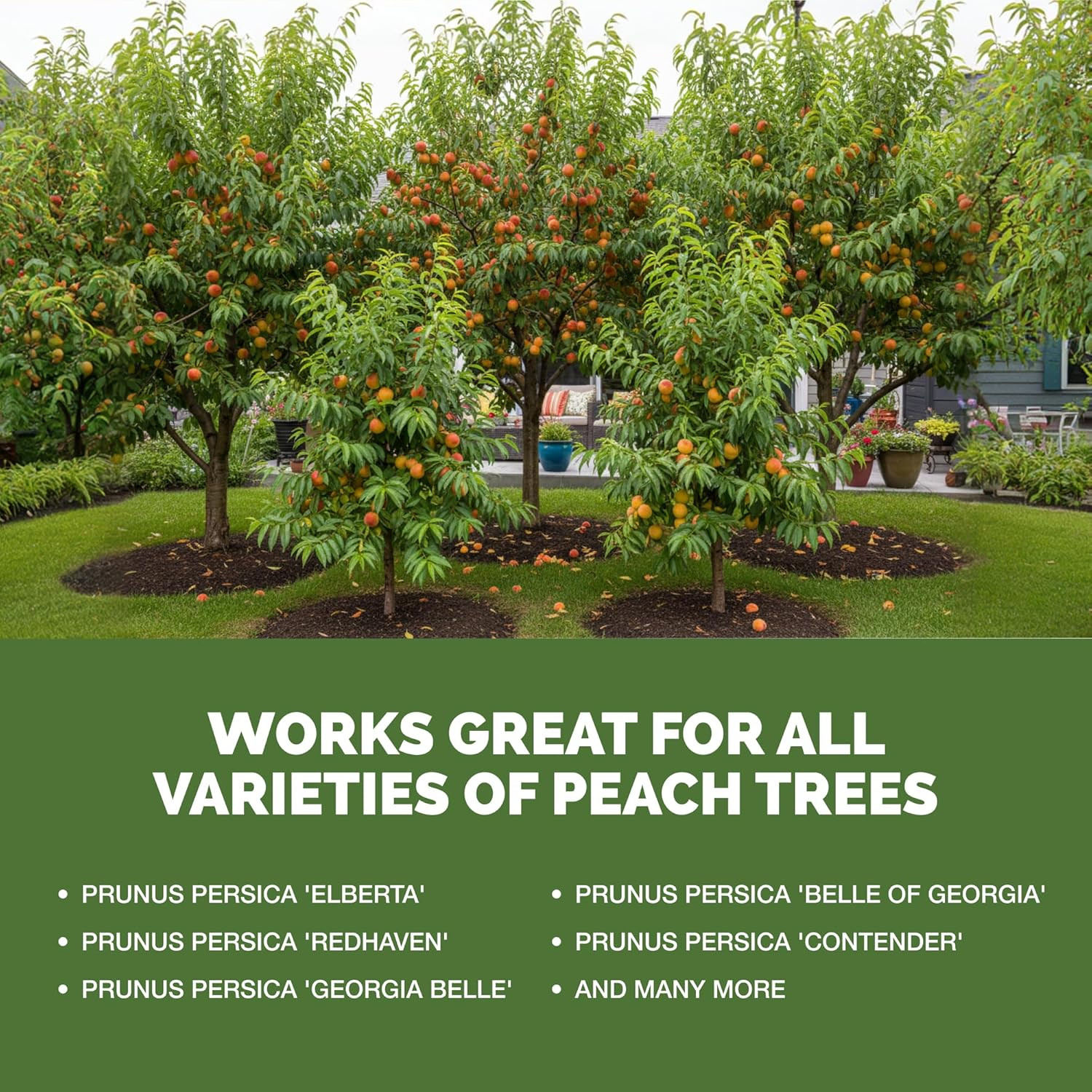 Peach Tree Fertilizer – Liquid Peach Tree Plant Food for Healthy Growth & Fruit