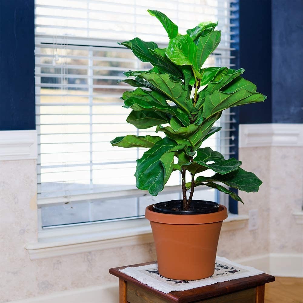 Liquid Fiddle Leaf Fig Fertilizer 2 Pack Concentrated Plant Food Leaf Booster