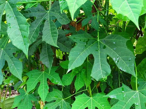 4 Chaya – Tree Spinach Cuttings | Edible Superfood Green | Easy Grow Perennial