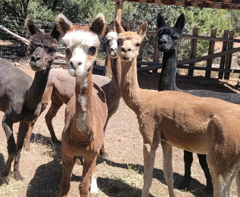 ✨️Organic Premium Alpaca Manure Poop! Great For Your Garden🌱 1 lbs