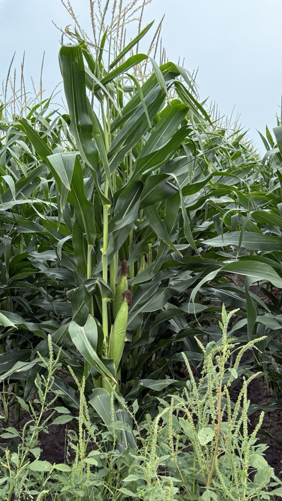 Root Stimulant for Corn Sorghum Cotton Sesame Ocra Vegetables Chía New 32oz