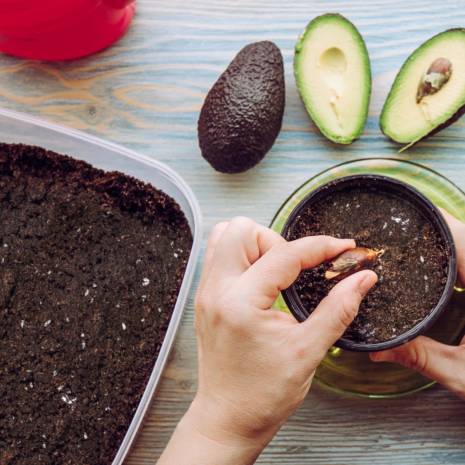 Organic Avocado Tree Potting Soil Mix 1qt, Enhance Growth and black