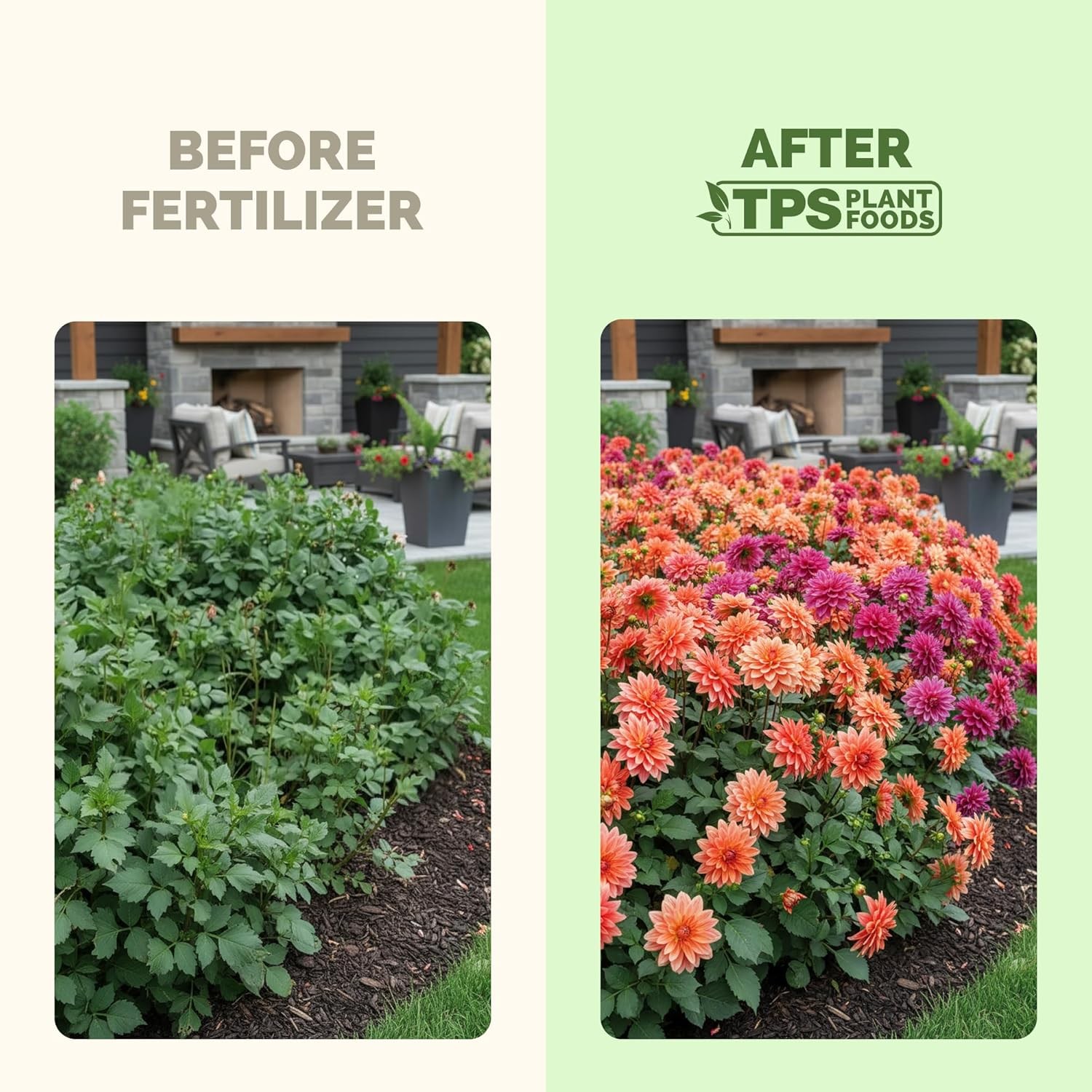 Dahlia Fertilizer – Liquid Plant Food Bigger Blooms Vibrant Color & Stronger