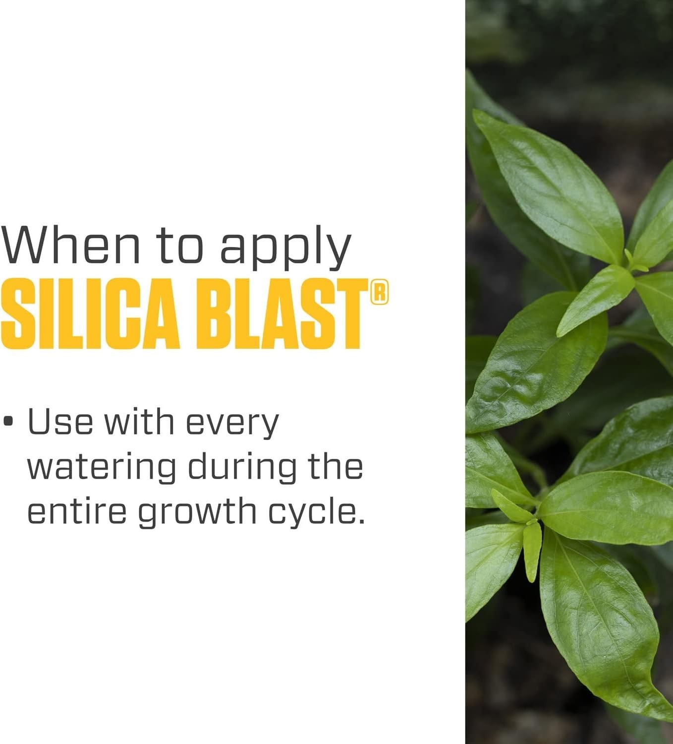 Silica Blast, Plant Supplement, 0-0-0.5, 1 gal.
