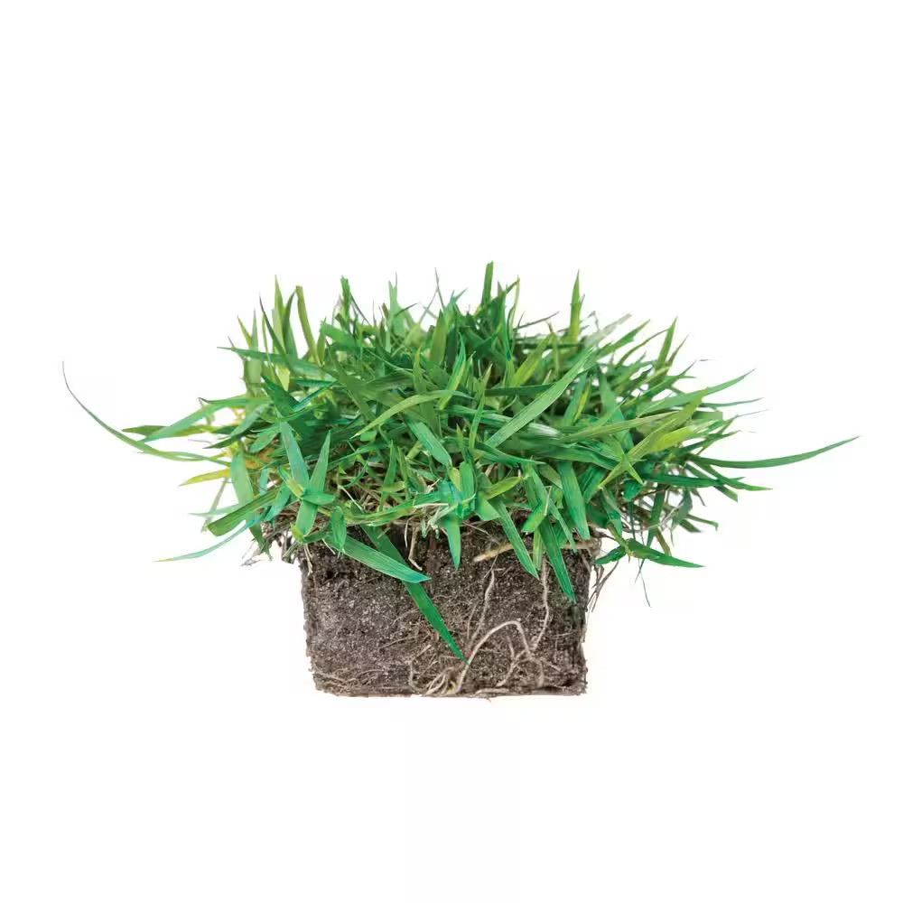 Zoysia Grass Plugs (16-Count) Natural, Affordable Lawn Improvement