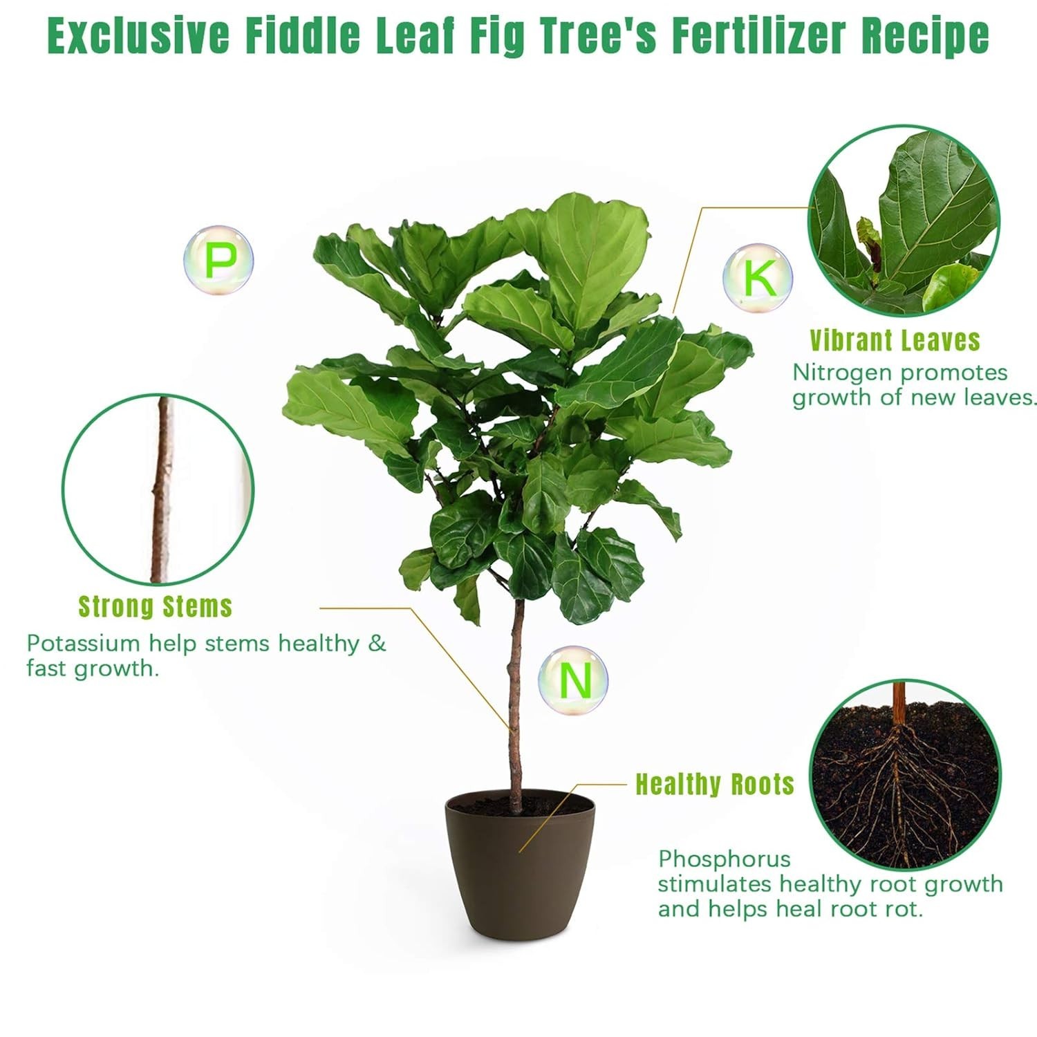 Fiddle Leaf Fig Care: Nutrition Booster with 7 Micronutrients, 21 oz Size