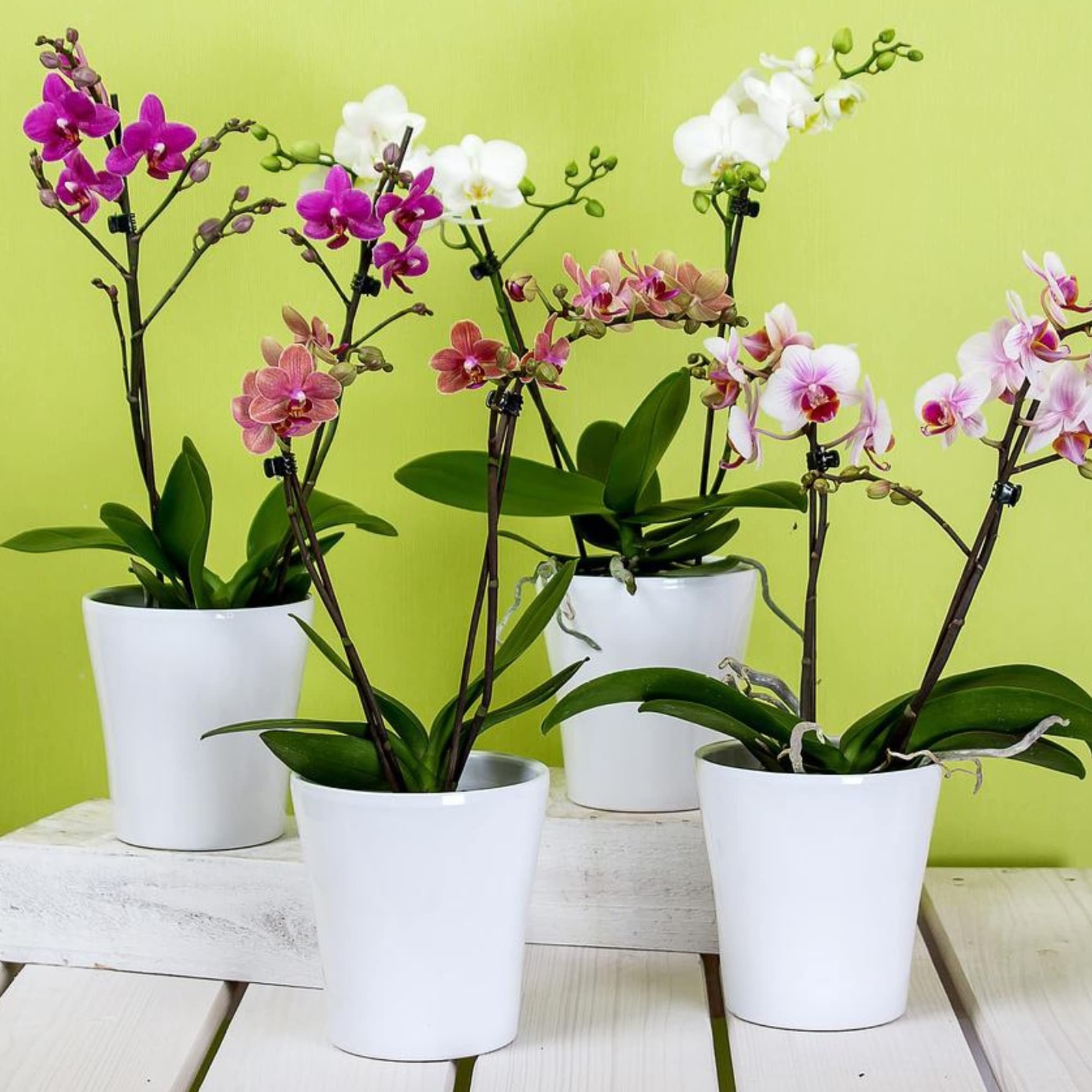 Professional Liquid Indoor Orchid Fertilizer | 3-1-2 Concentrate for Plants a…