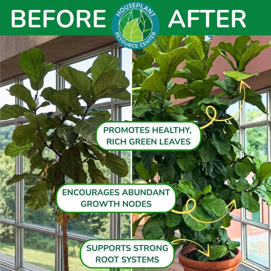 Fiddle Leaf Fig Nutrient Boost – 8 oz 3-1-2 Liquid Fertilizer with Care E-Book