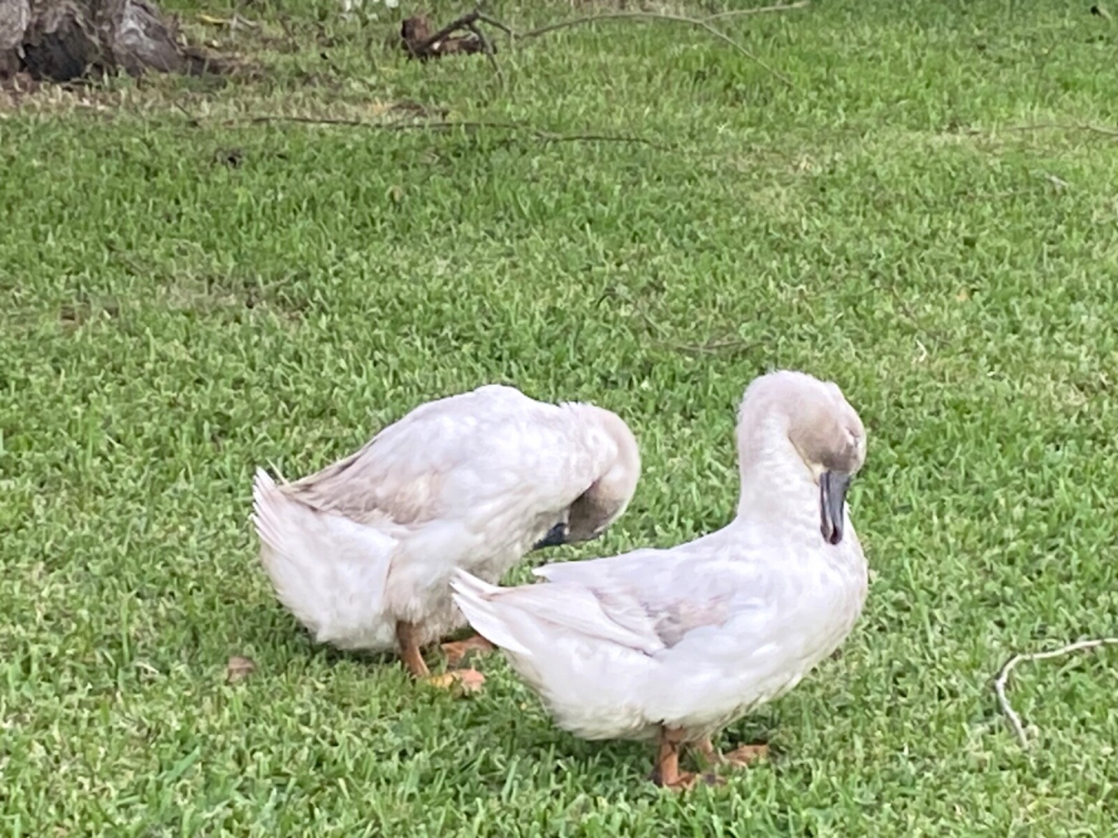 45lb, Raw Duck Manure for beautiful, vibrant gardens. 15”x27” plastic bag.