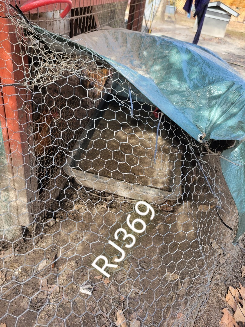 ☆Worlds Most Expensive Chicken’s Manure – Fertilizer/ Fresh Poop / Doo-Doo /Dung