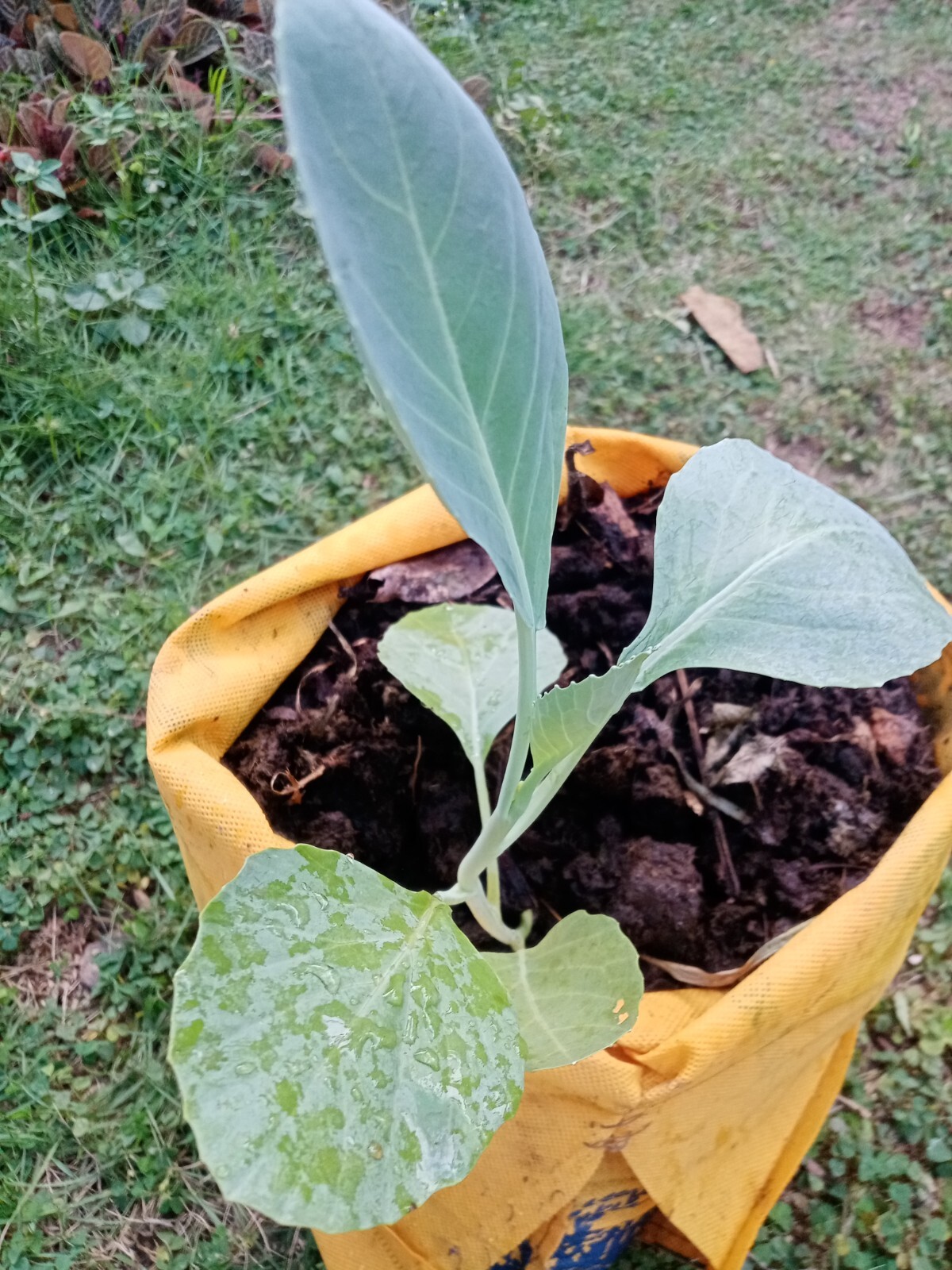 Natural Cow Dung Organic Fertilizer Cow Manure Compost Plant Growth Fertilizer