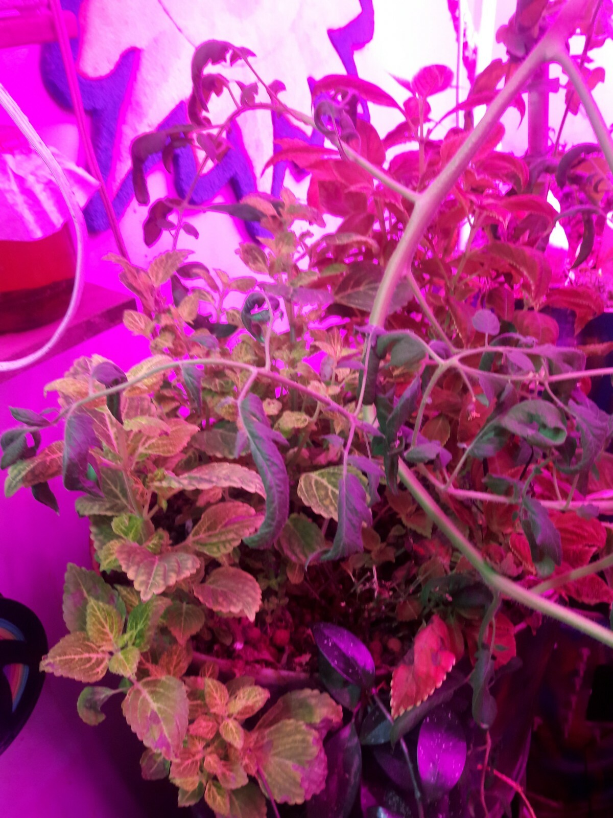 Aquaponic KICKSTART live culture organic plant fertilizer aquaponics ships FREE!