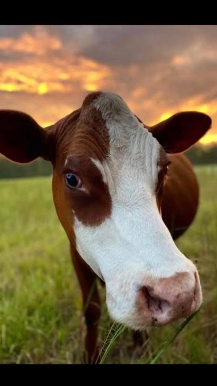cow manure – 20lb – organic fertilizer- compost -fresh from cow pasture