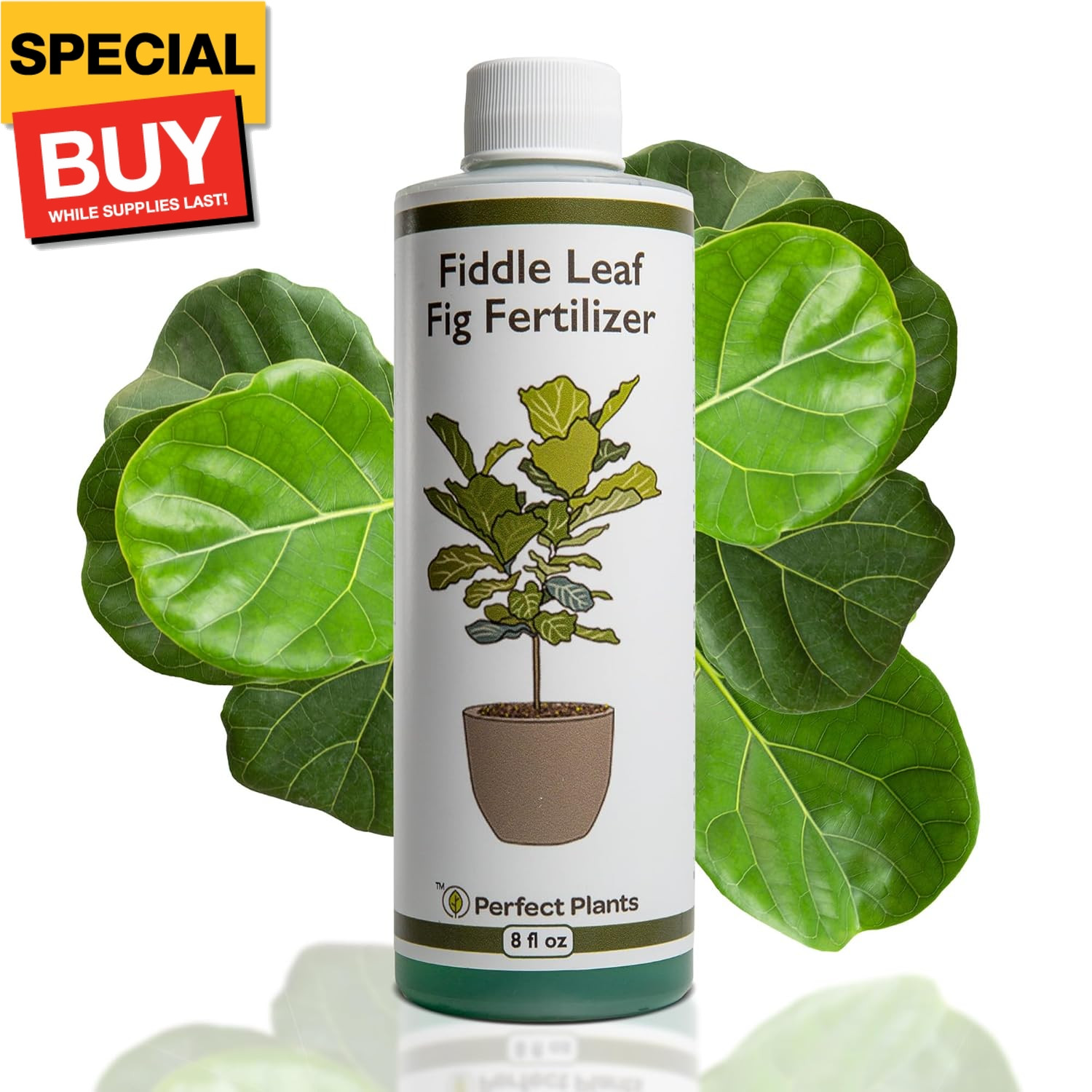 Liquid Fiddle Leaf Fig Fertilizer | 8oz. of Premium Concentrated Indoor Ficus Fo