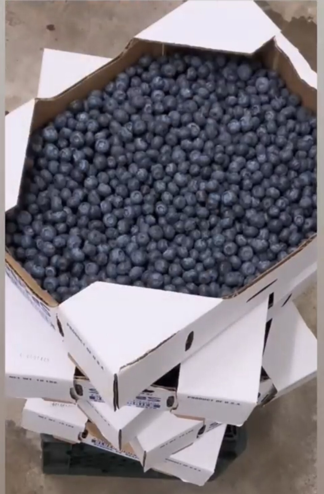 Live Blueberry Vinegar with the “Mother” as Fertilizer & Food Additive 1 L/34 oz