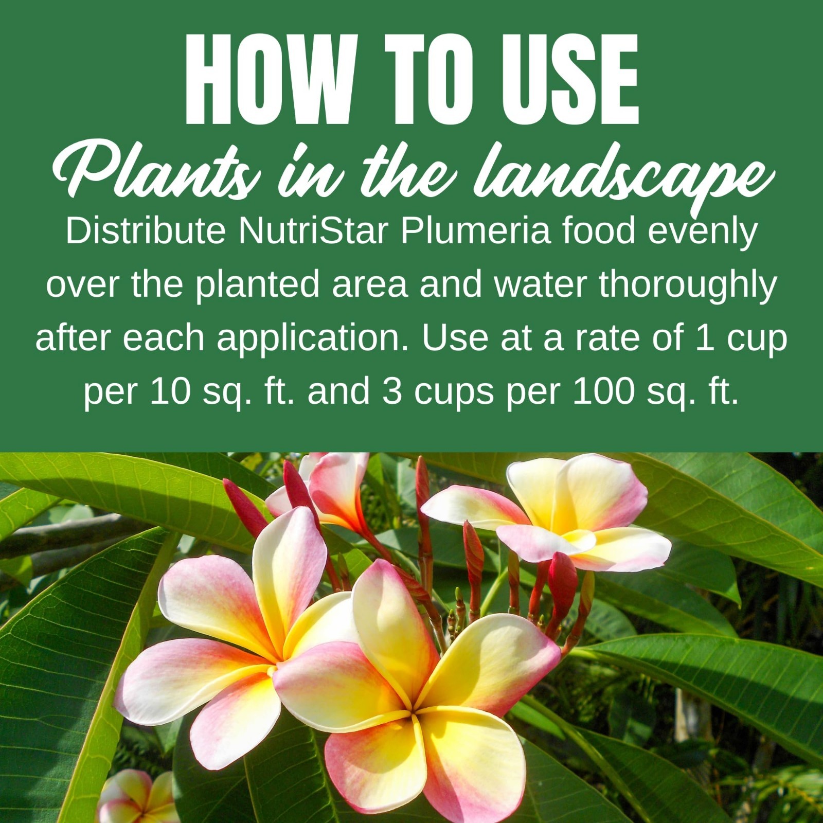 Plumeria Plant & Flowering Tropical Fertilizer 5-30-5 for Ferns, Orchids, Lilies